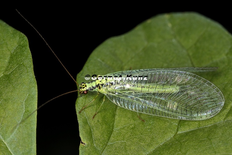 Chrysopidae_indet__2_2v.jpg