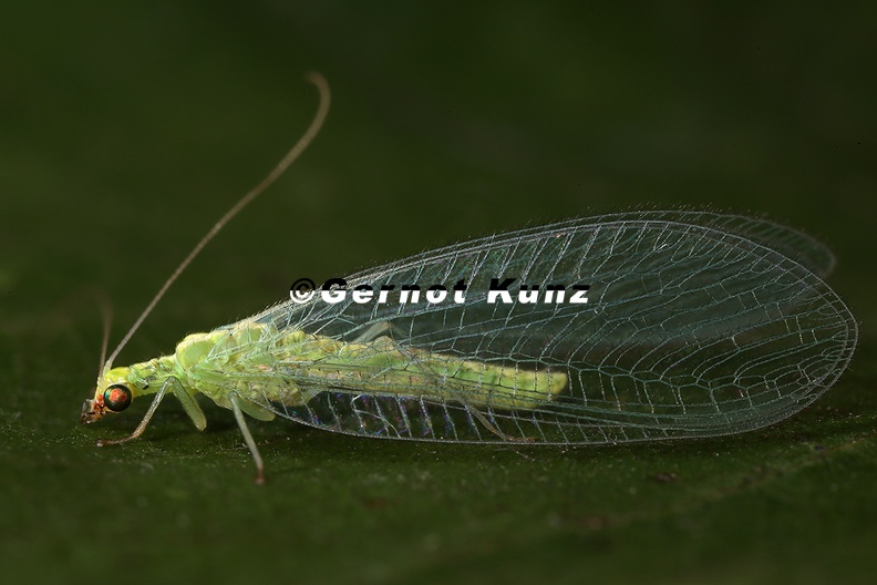 Chrysopidae_indet__3_2v.jpg