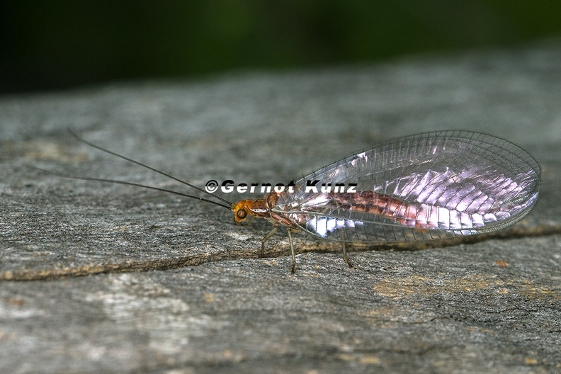 Nothochrysa_capitata_5_2.jpg