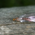 Nothochrysa capitata 5 2