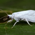 Coniopterygidae  Staubhafte 2 2