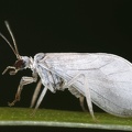 Coniopterygidae  Staubhafte 3 2v