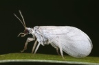 Coniopterygidae