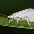 Coniopterygidae  Staubhafte mit Ei9 2