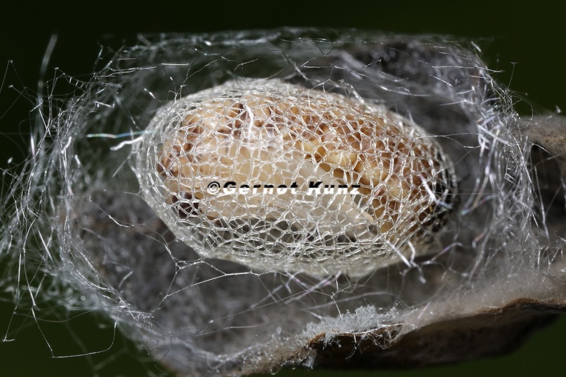 Drepanepteryx_phalaenoides__Blattfl__gel-Taghafte_P1_2v.jpg