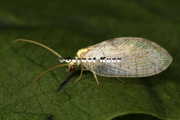 Hemerobius marginatus 5 2