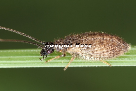 Psectra diptera