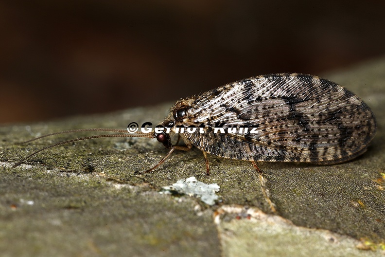 Wesmaelius_quadrifasciatus.jpg