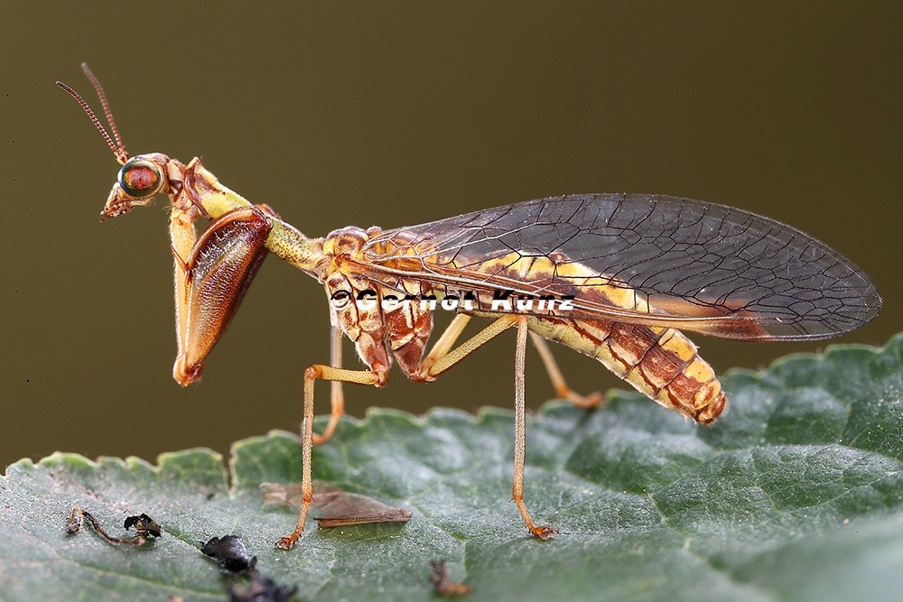 Mantispa styriaca  Fanghafte 3 2