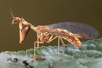 Mantispidae
