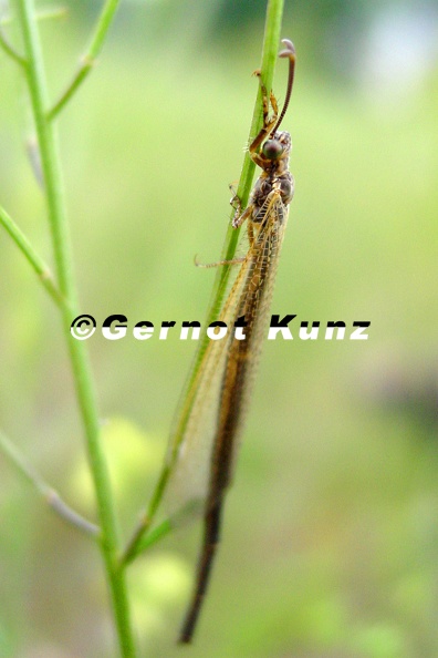 Macronemurus_cf__appendiculatus_1.JPG
