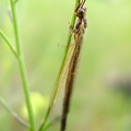 Macronemurus cf  appendiculatus 1