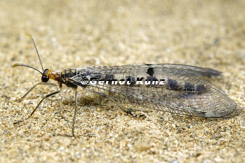 Megistopus_flavicornis_1_2.jpg