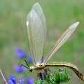Myrmecaelurus trigrammus 1 2