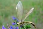 Myrmecaelurus trigrammus 1 2