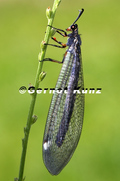 Myrmeleon_formicarius__Gew__hnliche_Ameisenjungfer_8_2v.jpg