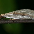 Myrmeleon formicarius  Gew  hnliche Ameisenjungfer 9 3v