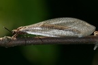 Myrmeleon formicarius  Gew  hnliche Ameisenjungfer 9 3v
