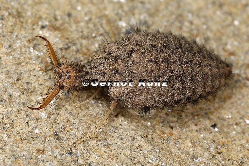 Myrmeleontidae_indet__1_2.jpg
