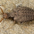 Myrmeleontidae indet  1 2