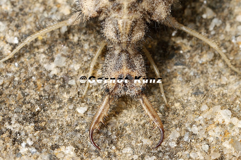 Myrmeleontidae_indet__2_2.jpg
