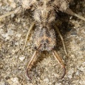 Myrmeleontidae indet  2 2