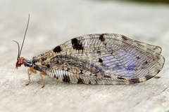 Osmylus fulvicephalus  Europ  ische Bachhaft 2 2