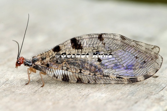 Osmylus fulvicephalus  Europ  ische Bachhaft 2 2