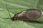 Sisyridae