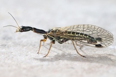 Raphidia ulrikae M8 2
