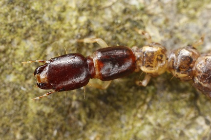 Raphidioptera L3 2