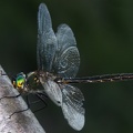 Somatochloa flavomaculata  Gefleckte Smaragdlibelle 4 2v