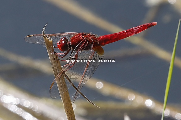 Crocothemis erythraea  Feuerlibelle M1 2