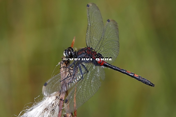 Leucorrhinia dubia  Kleine Moosjungfer M1 3v