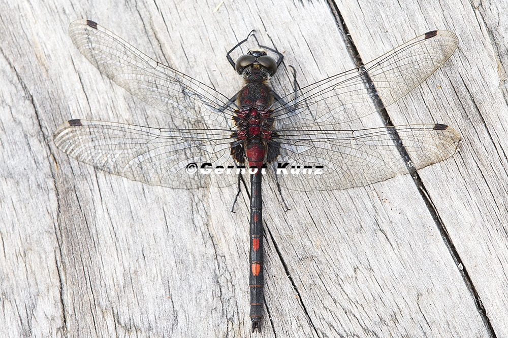 Leucorrhinia dubia  Kleine Moosjungfer M2 2v