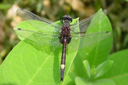 Leucorrhinia pectoralis  Gro  e Moosjungfer 1 2