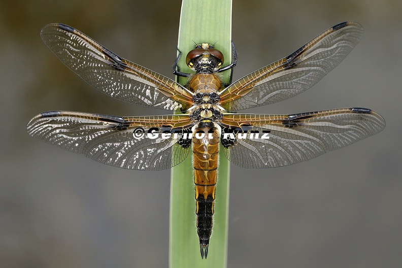 Libellula_quadrimaculata__Vierfleck_2_2v.jpg