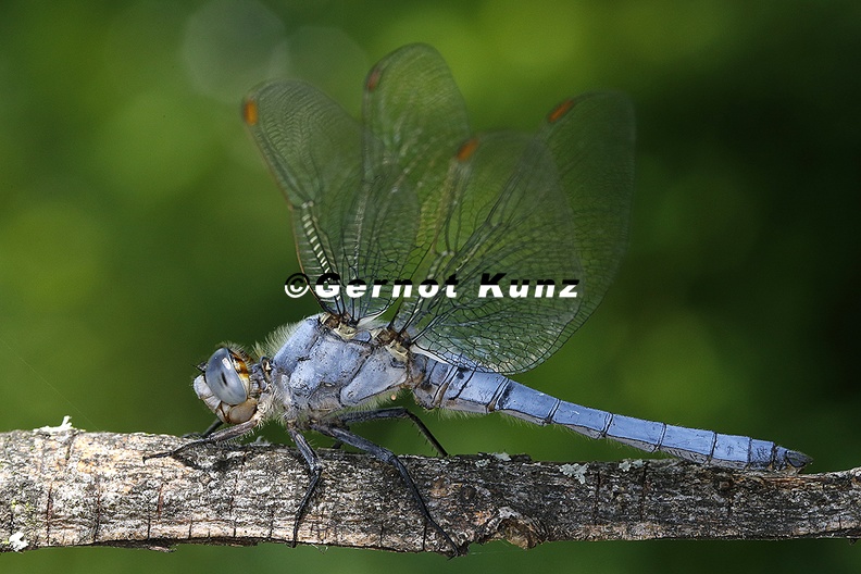 Orthetrum_brunneum__S__dlicher_Blaupfeil_1_2v.jpg