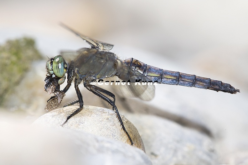 Orthetrum cancellatum  Gro  er Blaupfeil W2 2