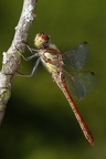 Sympetrum striolatum  Gro  e Heidelibelle 2 2