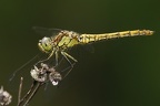 Sympetrum vulgatum W1 2