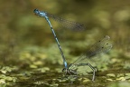 Coenagrion puella  Hufeisenazurjungfer 8 2
