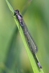Coenagrion pulchellum  Fledermaus-Azurjungfer M2 3v