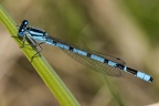 Enallagma cyathigerum  Becherjungfer 1 2v