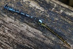Enallagma cyathigerum  Becherjungfer K1 2