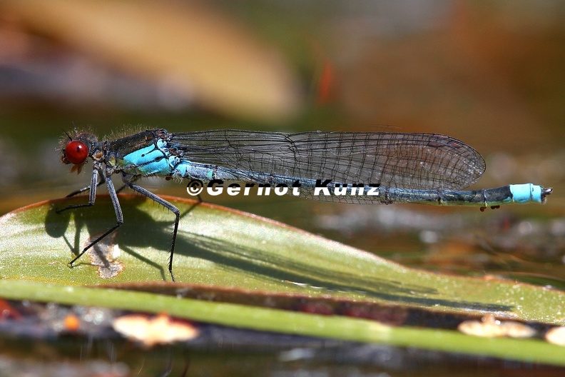 Erythromma_najas__Gro__es_Granatauge__1_2.jpg