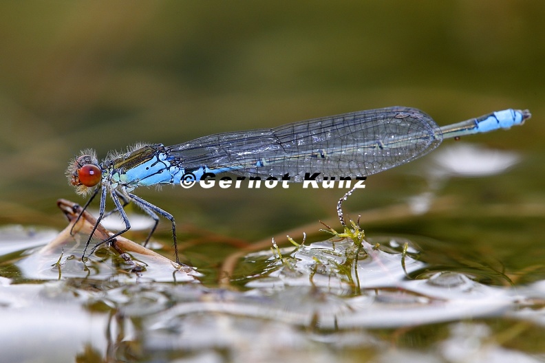 Erythromma_viridulum__Kleines_Granatauge_6_2.jpg