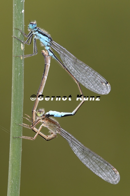Ischnura elegans  Gro  e Pechlibelle K2 2
