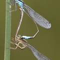 Ischnura elegans  Gro  e Pechlibelle K2 2