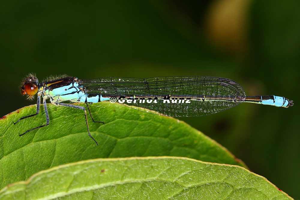Ischnura pumilio  Kleine Pechlibelle M1 2